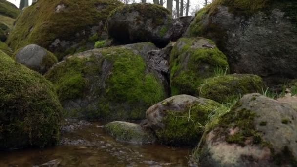 Scenic view of a creek in Kadriorg park, Tallinn. — Stock Video