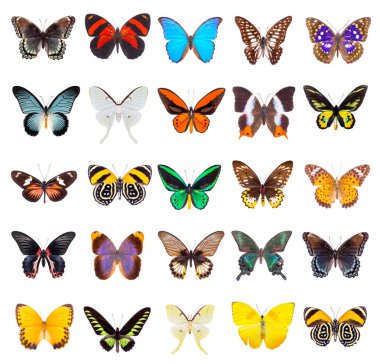 set of beautiful butterflies  clipart