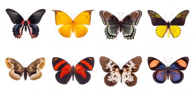 set of beautiful butterflies  clipart