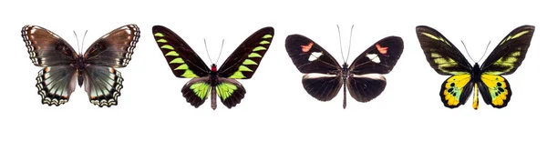 Conjunto de hermosas mariposas — Foto de Stock