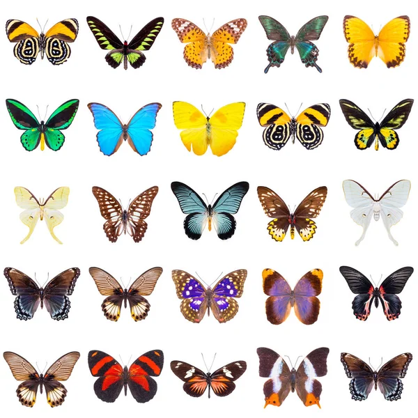 Set of beautiful butterflies — Stock Photo, Image