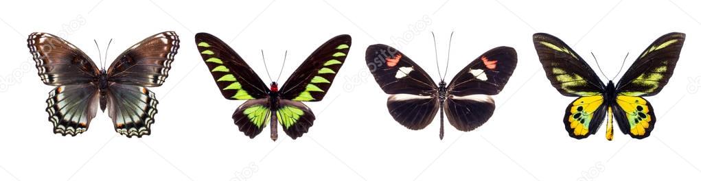 set of beautiful butterflies 