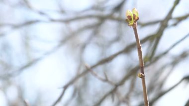Bahar ağaç dal 