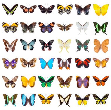 set of beautiful butterflies  clipart