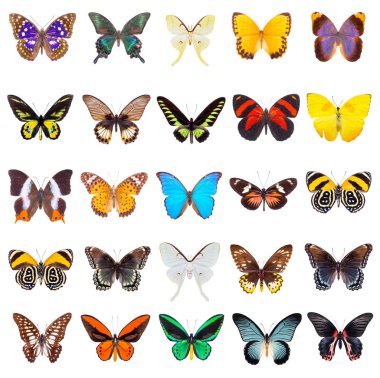 set of beautiful butterflies  clipart