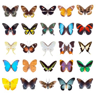 güzel kelebek set 
