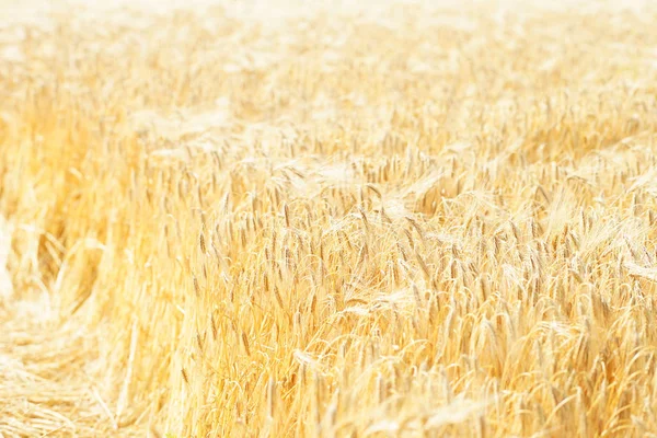 Schönes Weizenfeld — Stockfoto