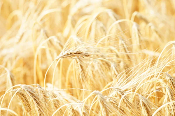 Beautiful wheat field — Stock Photo, Image