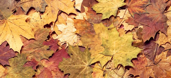 Autumn maple leaves — Stock Photo, Image