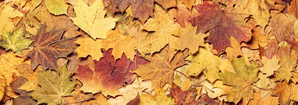 Autumn maple leaves — Stock Photo, Image