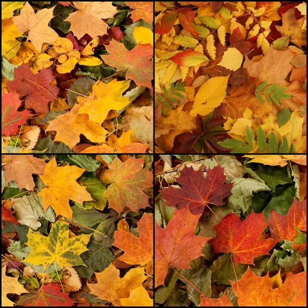 Collage autumn leaves — Stock Photo, Image