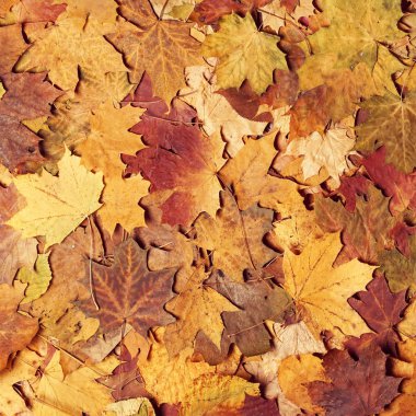 Sonbahar akçaağaç yaprakları