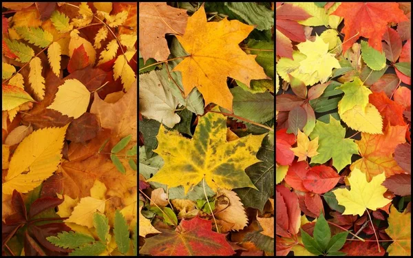 Collage hojas de otoño —  Fotos de Stock
