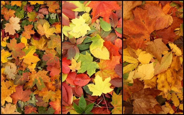 Collage autunno foglie — Foto Stock