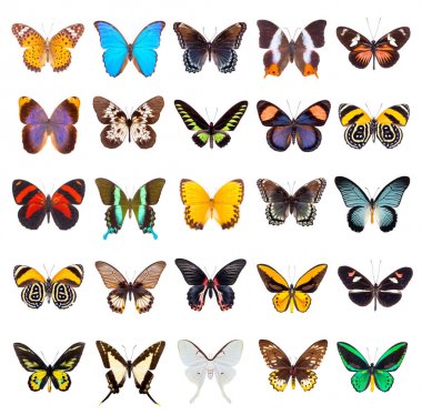 set of beautiful butterflies  clipart