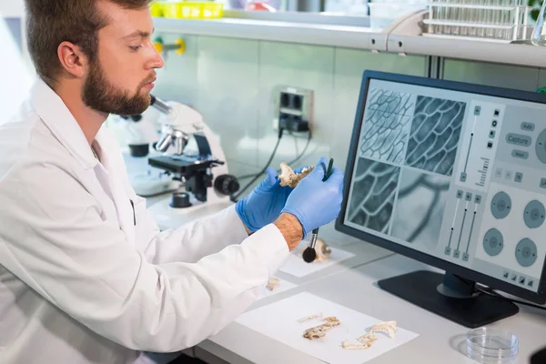 Doğal Araştırma Laboratuvarında Çalışan Bir Arkeolog Laboratuvar Asistanı Hayvan Kemiklerini — Stok fotoğraf