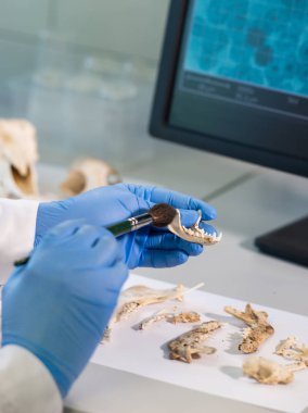 Doğal araştırma laboratuarında çalışan arkeologa yakın çekim. Laboratuvar asistanı hayvan kemiklerini temizliyor. Eldivenli eller ve kadim kafatası. Arkeoloji, zooloji, paleontoloji ve bilim