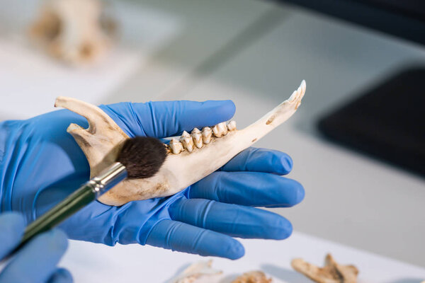 Closeup of archaeologist working in natural research lab. Laboratory assistant cleaning animal bones. Close-up of hands in gloves and ancient skull. Archaeology, zoology, paleontology and science