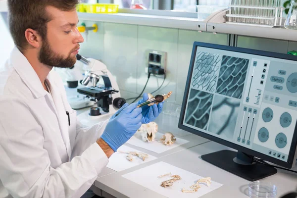 Régész Aki Természettudományi Laborban Dolgozik Laboratóriumi Asszisztens Állati Csontokat Tisztít — Stock Fotó