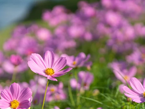 Rosafarbener Kosmos Morgengarten Fokus Auf Die Erste Frontblume Und Verschwommener — Stockfoto