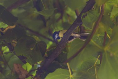 bir ağaç dalı baştankara