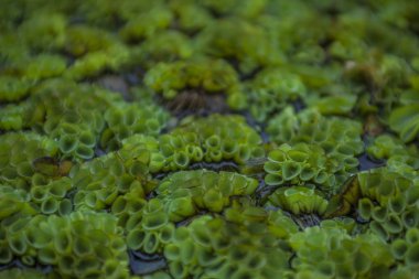 Suyun üzerinde Salvinia yeşil bitkisi