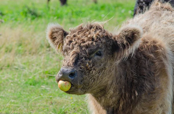 Vaca Peluda Comiendo Una Manzana — Foto de Stock