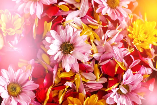 Chrysanthemenblüten aus nächster Nähe — Stockfoto