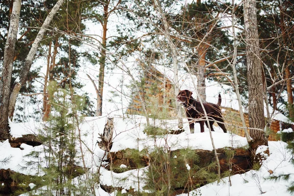 Лабрадорская собака среди зимних сосен — стоковое фото