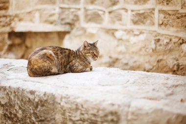 Taş duvara oturan vahşi şehir kedi
