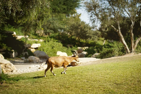Chèvre marchant dans la prairie — Photo