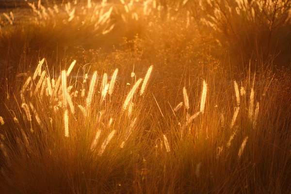 Nature Background with Golden Grass — Free Stock Photo © dariazu #70606149