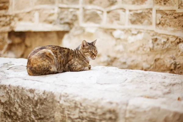 Wilde Stadtkatze sitzt auf einer Steinmauer — Stockfoto