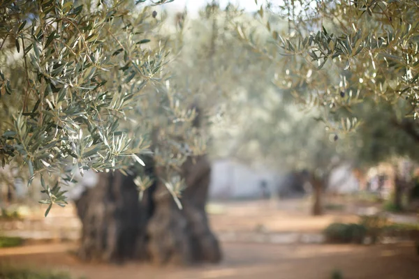 Giardino del Getsemani. Famoso luogo storico — Foto Stock