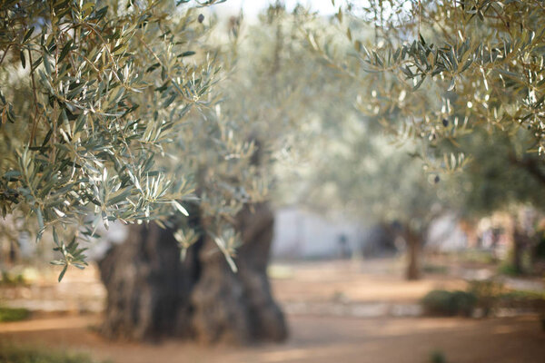 Garden of Gethsemane. Famous historic place