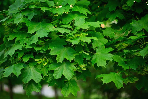 Foglie verde acero — Foto Stock