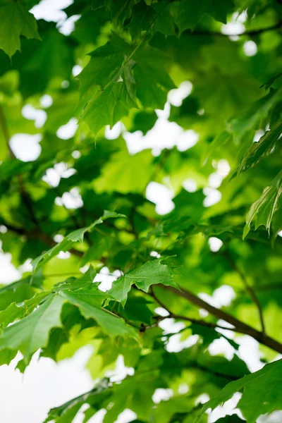 Maple groene bladeren — Stockfoto