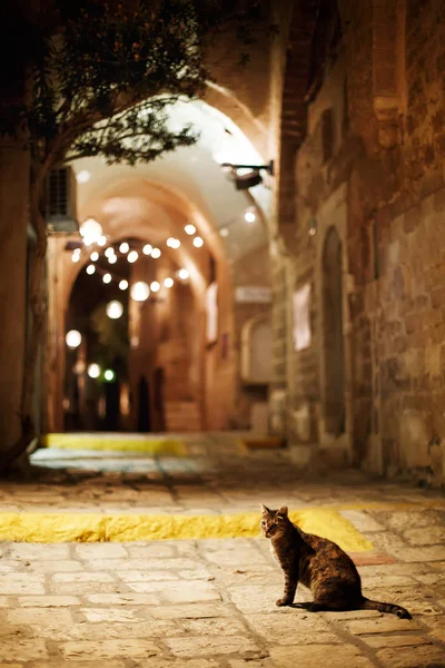 Katze sitzt abends auf der Straße. — Stockfoto