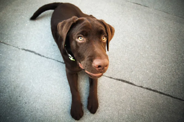 Giovane cane labrador retriever — Foto Stock