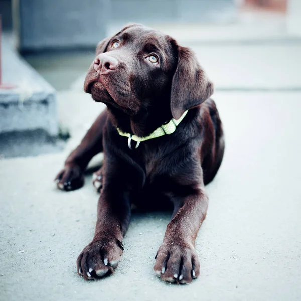 Cioccolato giovane cane labrador retriever — Foto Stock
