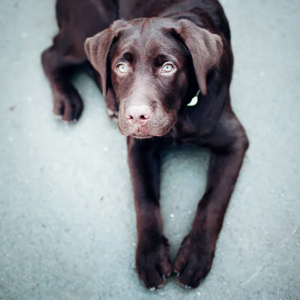 Cioccolato giovane cane labrador retriever — Foto Stock