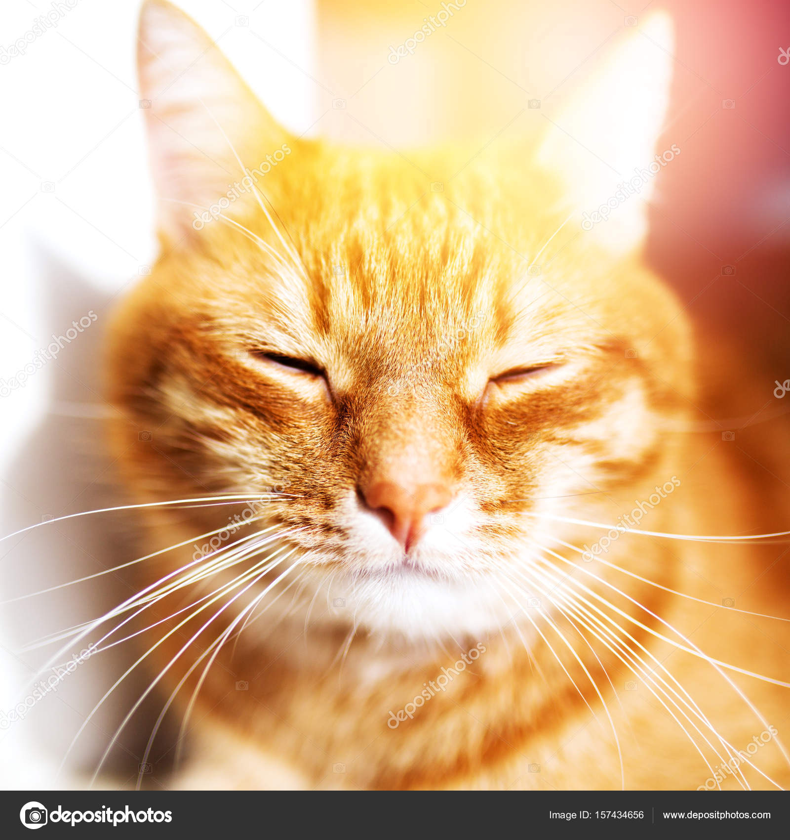 Güneş ışığı altında uyku yaz kırmızı kedi — Stok Foto © dariazu 157434656