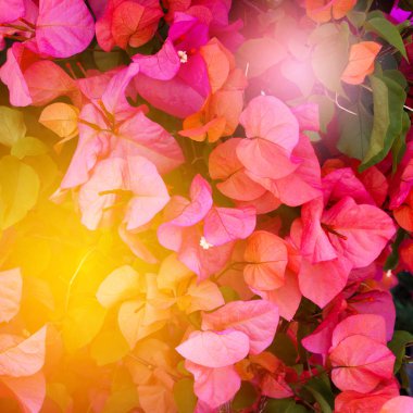 Çiçekli parlak yaz arkaplanı