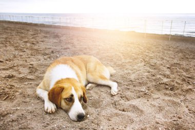 Bir yaz sahilde yalan üzgün köpek