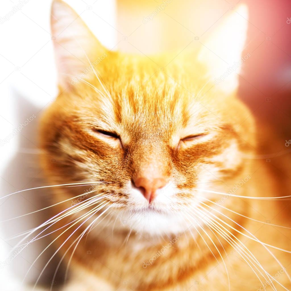 Summer red cat sleeping in sunlight