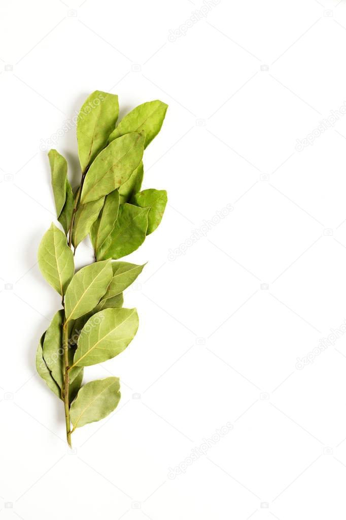 Branches of laurel bay leaves on white