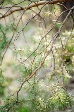 Çam ağacı yakın çekim branşları