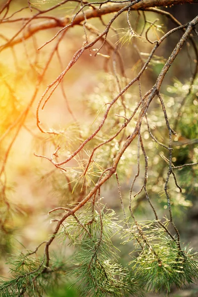 Ramuri de pin la apusul soarelui — Fotografie, imagine de stoc
