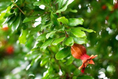 pomegranate tree with red flowers clipart