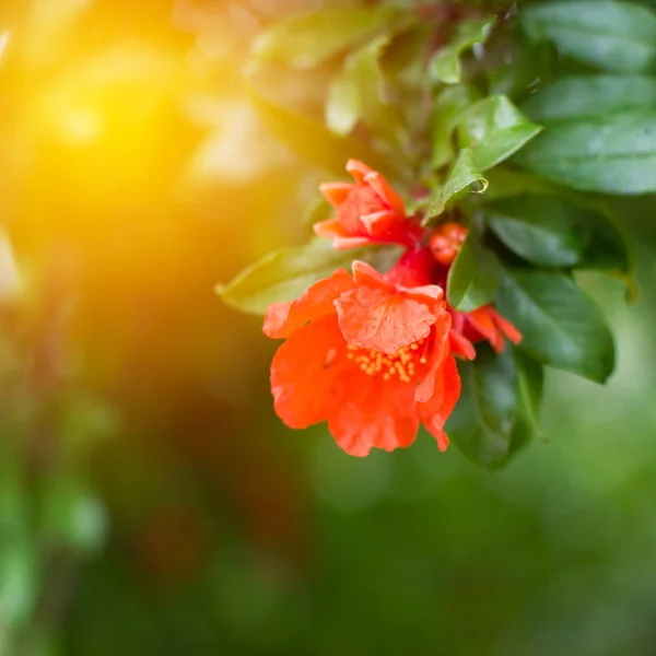 开红色花的石榴树 — 图库照片